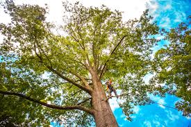 Best Storm Damage Tree Cleanup  in Mount Morris, IL