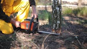 Professional Tree Services in Mount Morris, IL