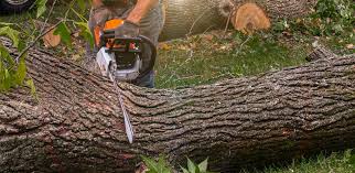 Best Tree Maintenance Programs  in Mount Morris, IL