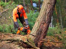 Best Tree Removal  in Mount Morris, IL