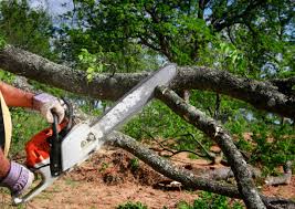 Best Hazardous Tree Removal  in Mount Morris, IL