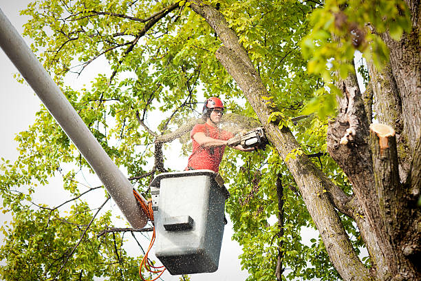 Best Emergency Tree Removal  in Mount Morris, IL