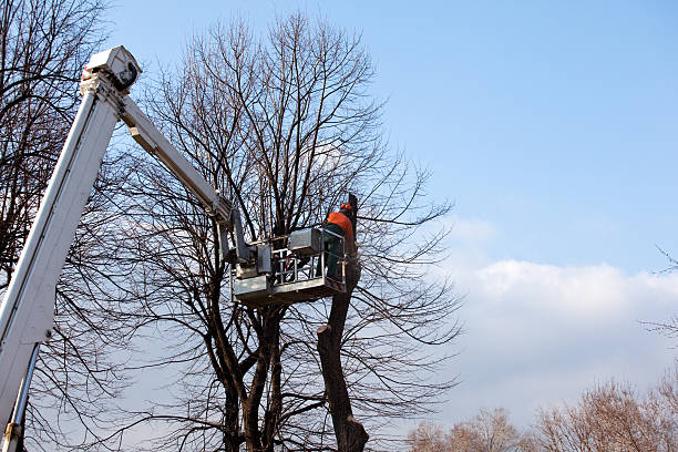 Best Commercial Tree Services  in Mount Morris, IL