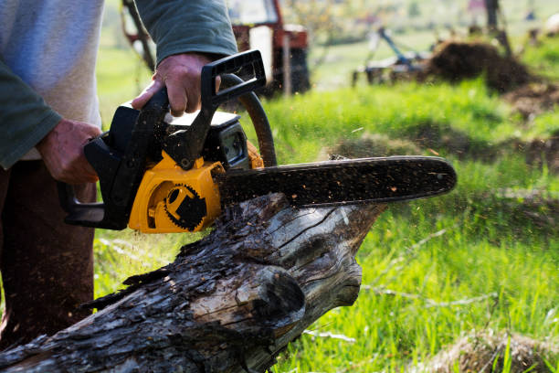 Best Tree Preservation Services  in Mount Morris, IL