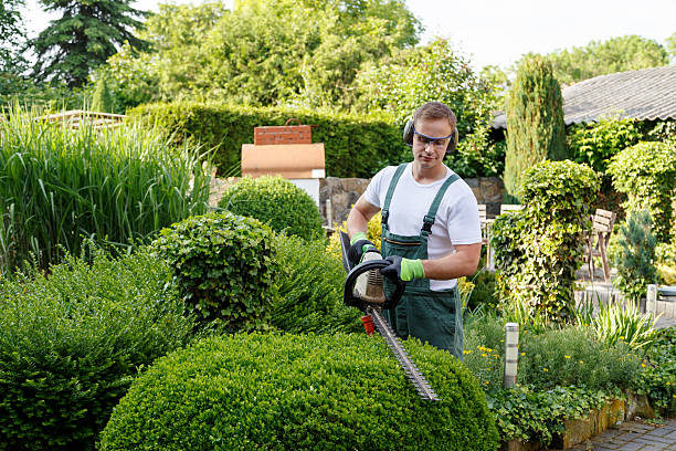 Best Lawn Renovation and Restoration  in Mount Morris, IL