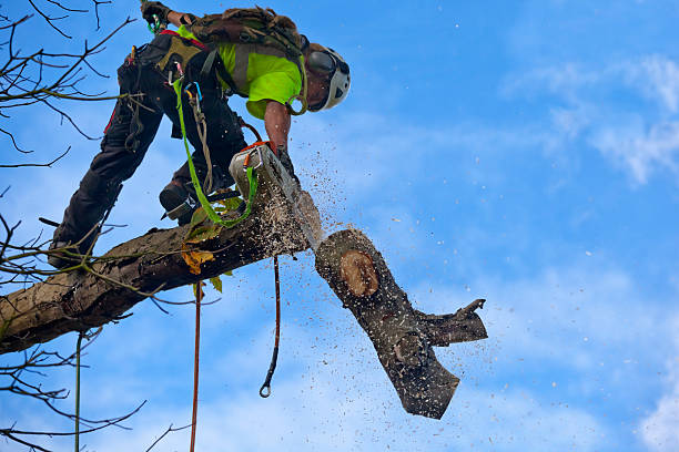  Mount Morris, IL Tree Services Pros