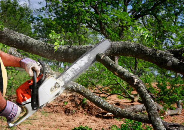 Best Utility Line Clearance  in Mount Morris, IL