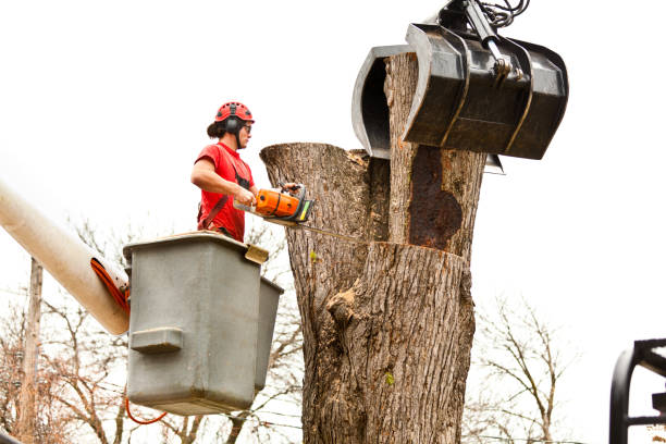 Best Hedge Trimming  in Mount Morris, IL